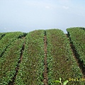 IMG_0156.JPG