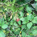 IMG_0166.JPG