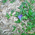 IMG_0174.JPG