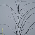 IMG_0195.JPG