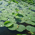 IMG_0091.JPG