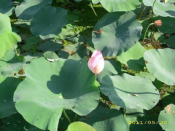 IMG_0099.JPG