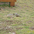 IMG_0319.JPG