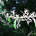 IMG_0273.JPG