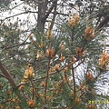 IMG_0210.JPG