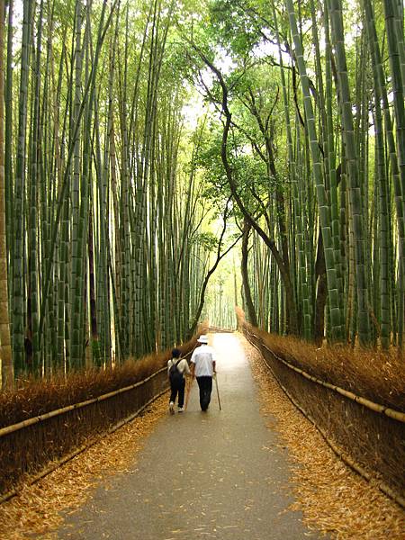 京都嵐山竹林1.JPG