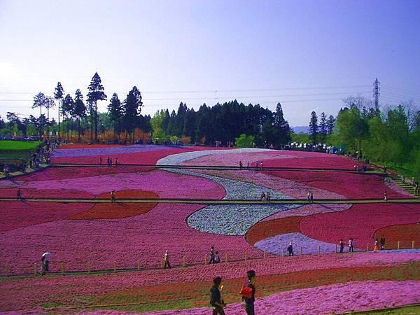 秩父羊山公園的芝櫻之丘,