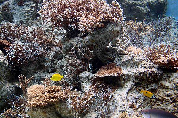 一(1)熱帶魚讓珊瑚之旅色彩繽紛.jpg