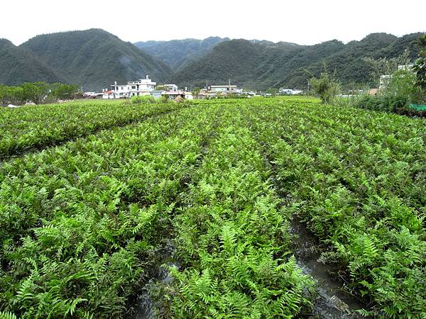 16（二）2-1過溝菜蕨田-宜蘭員山.jpg