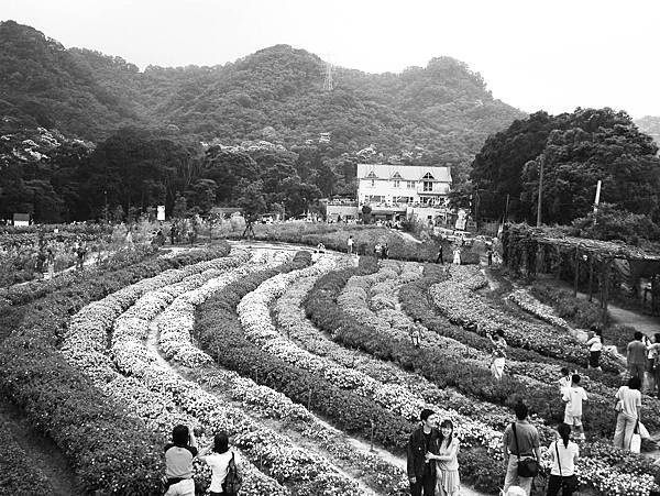 7富田花園農場.jpg