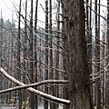(十五)CRW_2959.JPG