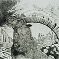 Fulvio Tomasi受傷的羚羊.jpg