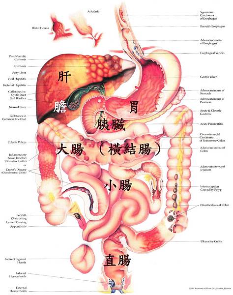 腹部圖.JPG