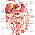 腹部圖.JPG