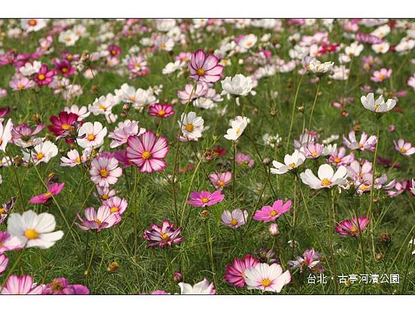 投影片26.JPG