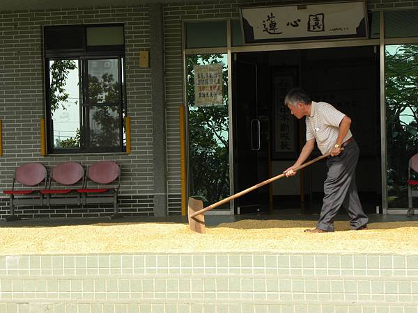 稻5.jpg