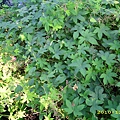 IMG_0054.JPG