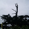 IMG_0263.JPG