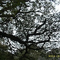 IMG_0235.JPG