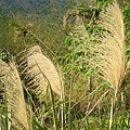 IMG_0020.JPG