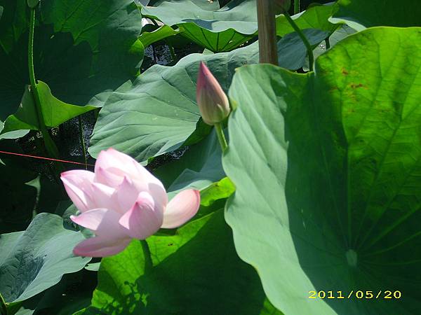 IMG_0096.JPG