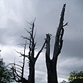 IMG_0214.JPG