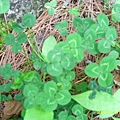 IMG_0340.JPG