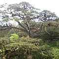 IMG_0242.JPG