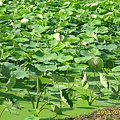 IMG_0100.JPG