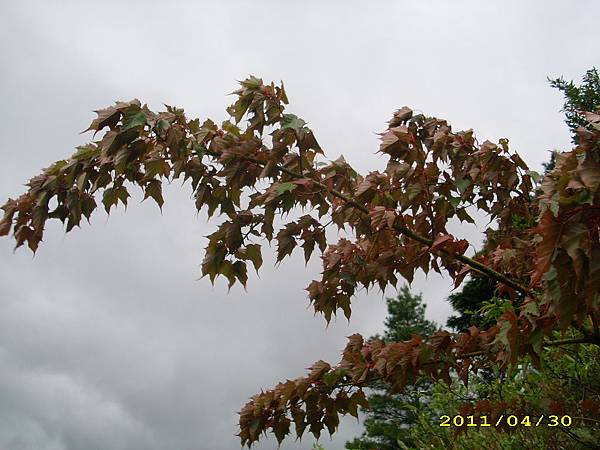 IMG_0261.JPG