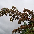 IMG_0261.JPG