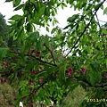 IMG_0222.JPG