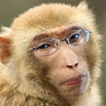 猴子.jpg