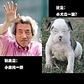 小犬蠢一狼.jpg