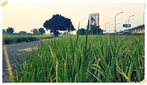 2014-10-19-台中烏日『金城武樹』晨間路跑。003