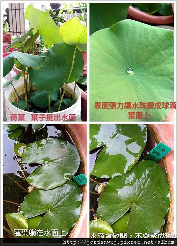 蓮花種植 蓮花與荷花的分辨 蓮花的培養方法圖示 常見的各種蓮花品種圖片欣賞 1 萬薇莎2 墨西哥黃金蓮3 白變紅4 藍香水5 粉紅香水