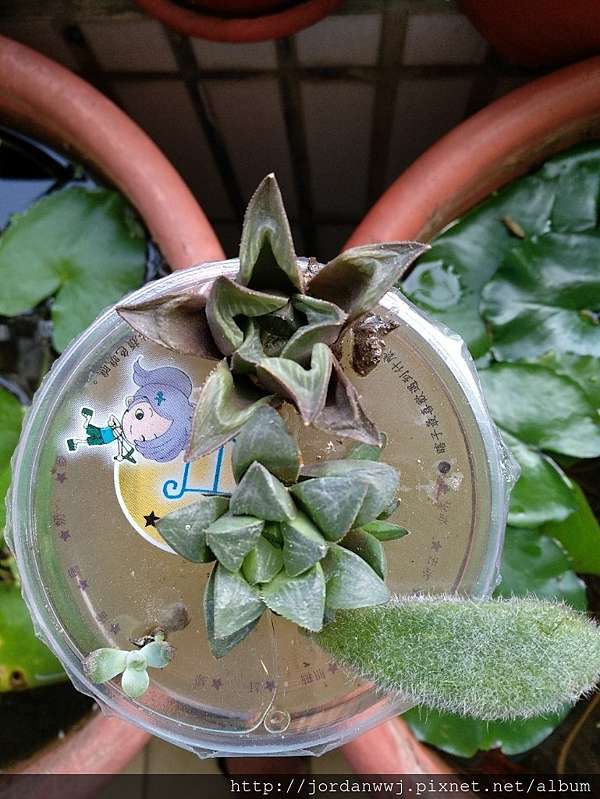 植物種植 有趣的植物水耕發根 多肉水根發根法 水耕發根法 丶多肉繁殖丶植物繁殖實際例子如下 1 九重葛 2 玉串 3 百合科 壽 4 櫻月 5 安哥拉兔 6 月兔耳 7 優雅兔 8 千兔耳 9 蛋蛋石蓮 10 花麗 11 黑王子 12 紋瓣懸鈴花 13 蝶豆 14 植物種植 有趣的植物水耕發根 多肉水根發根法 水耕發根法 丶多肉繁殖丶植物繁殖實際例子如下 1 九重葛 2 玉串 3 百合科 壽 4 櫻月 5 安哥拉兔 6 月兔耳 7 優雅兔 8 千兔耳 9 蛋蛋石蓮 10 花麗 11 黑王子 12 紋瓣懸鈴花 13 蝶豆 14