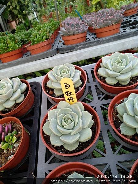 多肉種植 白牡丹丶花月夜丶暗冰 Jordan Wu的部落格 痞客邦 多肉種植 白牡丹丶花月夜丶暗冰 Jordan Wu的部落格 痞客邦