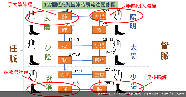 01-【十二經脈流】與【臟腑】時辰流注關係【速記圖】

 
