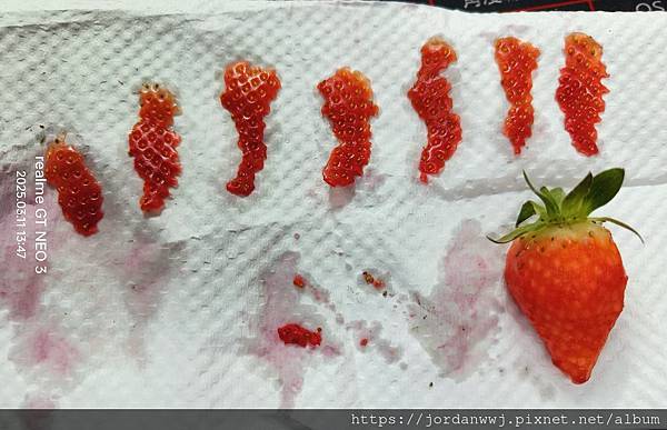 【植物種植】草莓實生