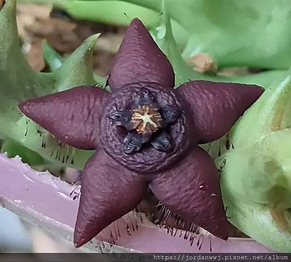 【多肉】紫砂豹爆皮花實生 【多肉】紫砂豹爆皮花實生