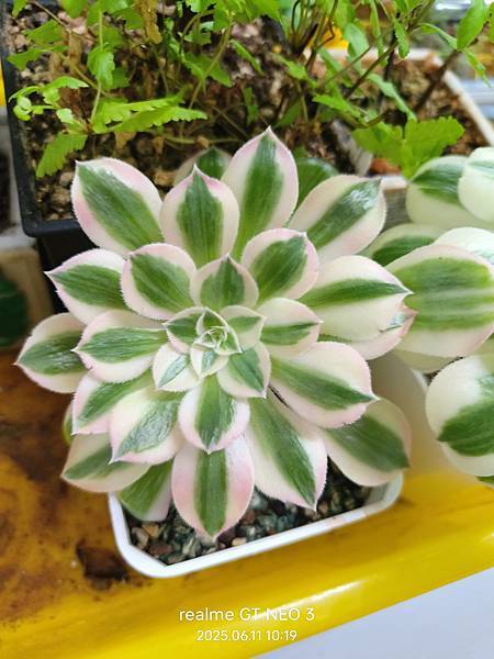 【多肉】法師粉女郎葉插 【多肉】法師粉女郎葉插