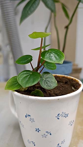 【植物種植】心形椒草 【植物種植】心形椒草