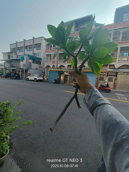 【植物種植】白水木 【植物種植】白水木