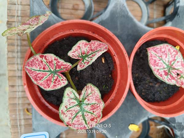 【植物種植】宇宙唯一、嘻哈果汁、草莓之星彩葉芋 【植物種植】宇宙唯一、嘻哈果汁、草莓之星彩葉芋