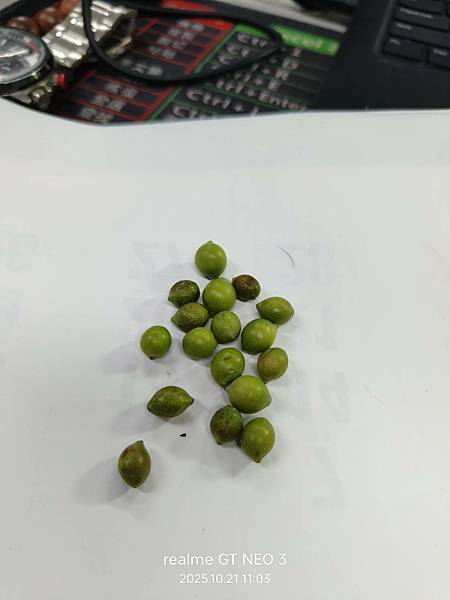 【植物種植】羅漢松種子盆栽 【植物種植】羅漢松種子盆栽