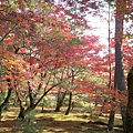 京都金閣寺