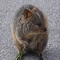 QUOKKA.jpg