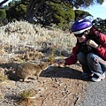 我沒有餵QUOKKA唷.只是拿樹枝跟他玩而已.jpg