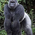 silverback